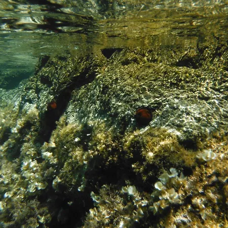 Feriehus Bilocale Lacona Isola D'elba *